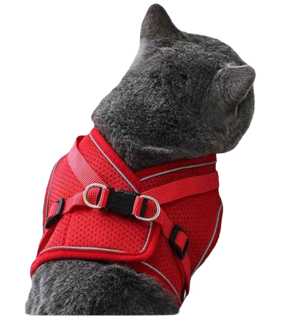 Harnais Rouge pour chat + Laisse - Taille M - Minoucha